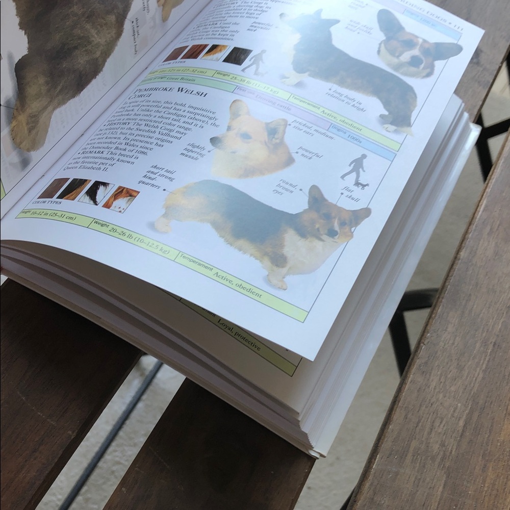Dogs Visual Guide - Picture 5 of 7